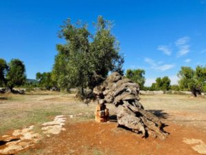 Olive Oil Puglia