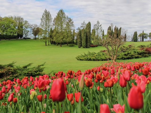 Vibrant red tulips in full bloom at Parco Giardino Sigurtà, Italy, with manicured gardens and elegant cypress trees in the background.