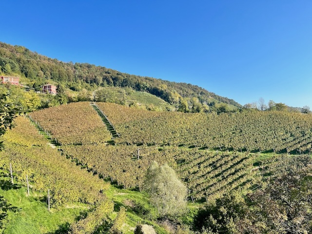 Expansive vineyards covering the rolling hills of the Prosecco region in Veneto, Italy, with rows of grapevines bathed in sunlight.
