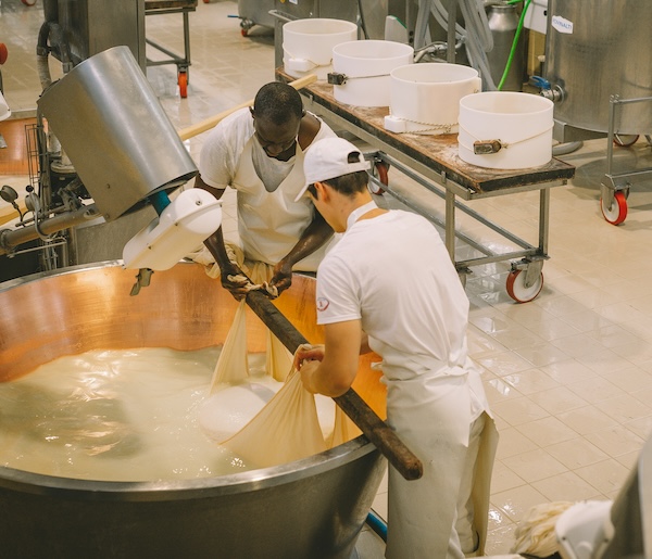 Artisan cheesemakers lifting curds during the traditional production of Parmigiano Reggiano in Emilia-Romagna, featured on our small group food and culture tour