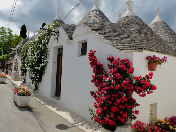 Trulli houses in Alberobello with flowering rose bushes climbing the whitewashed walls on a sunny day in Puglia, Italy.
