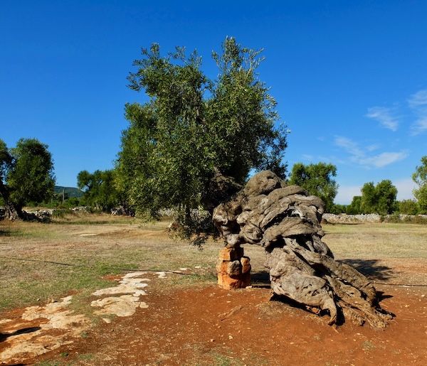Ancient olive tree growing in a traditional olive grove in rural Puglia, southern Italy