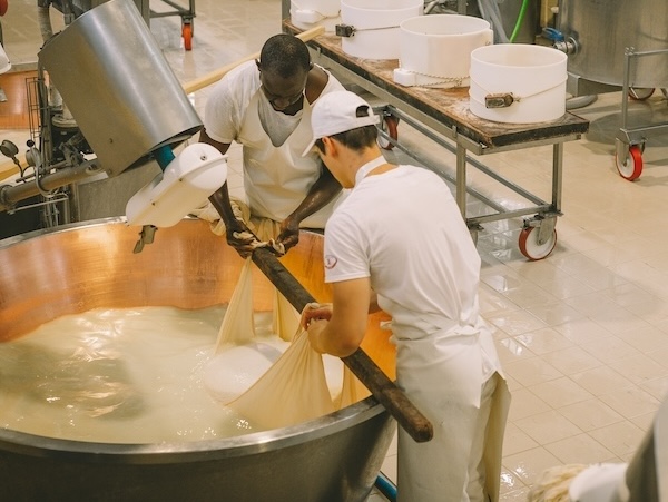Parmigiano Reggiano cheese being made at a traditional dairy in Emilia-Romagna