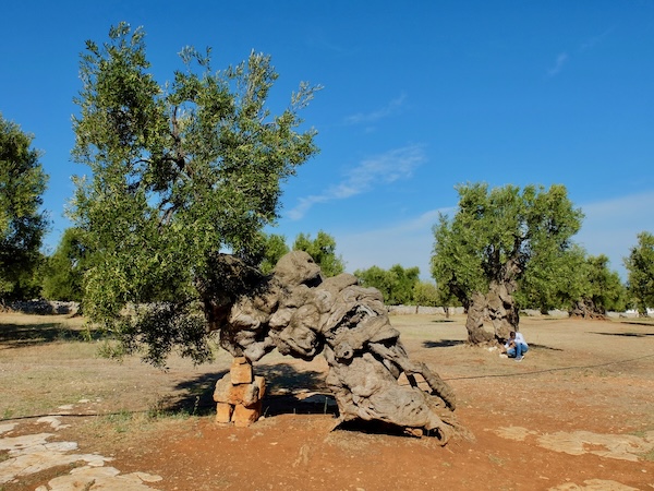 Ancient olive trees in the countryside of Puglia, southern Italy